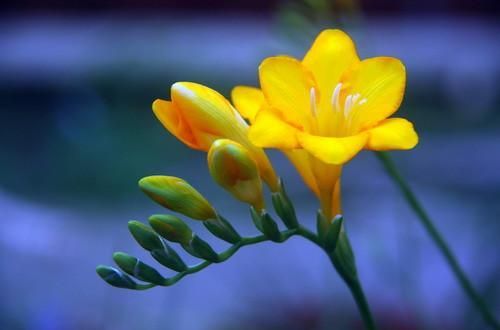 Freesia9.jpg