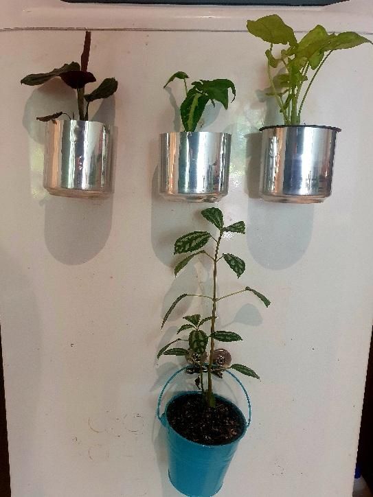 FridgeGarden.jpg