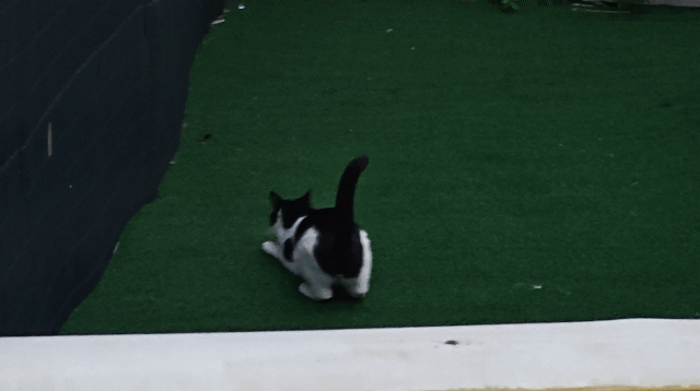 Fun on the Turf.gif