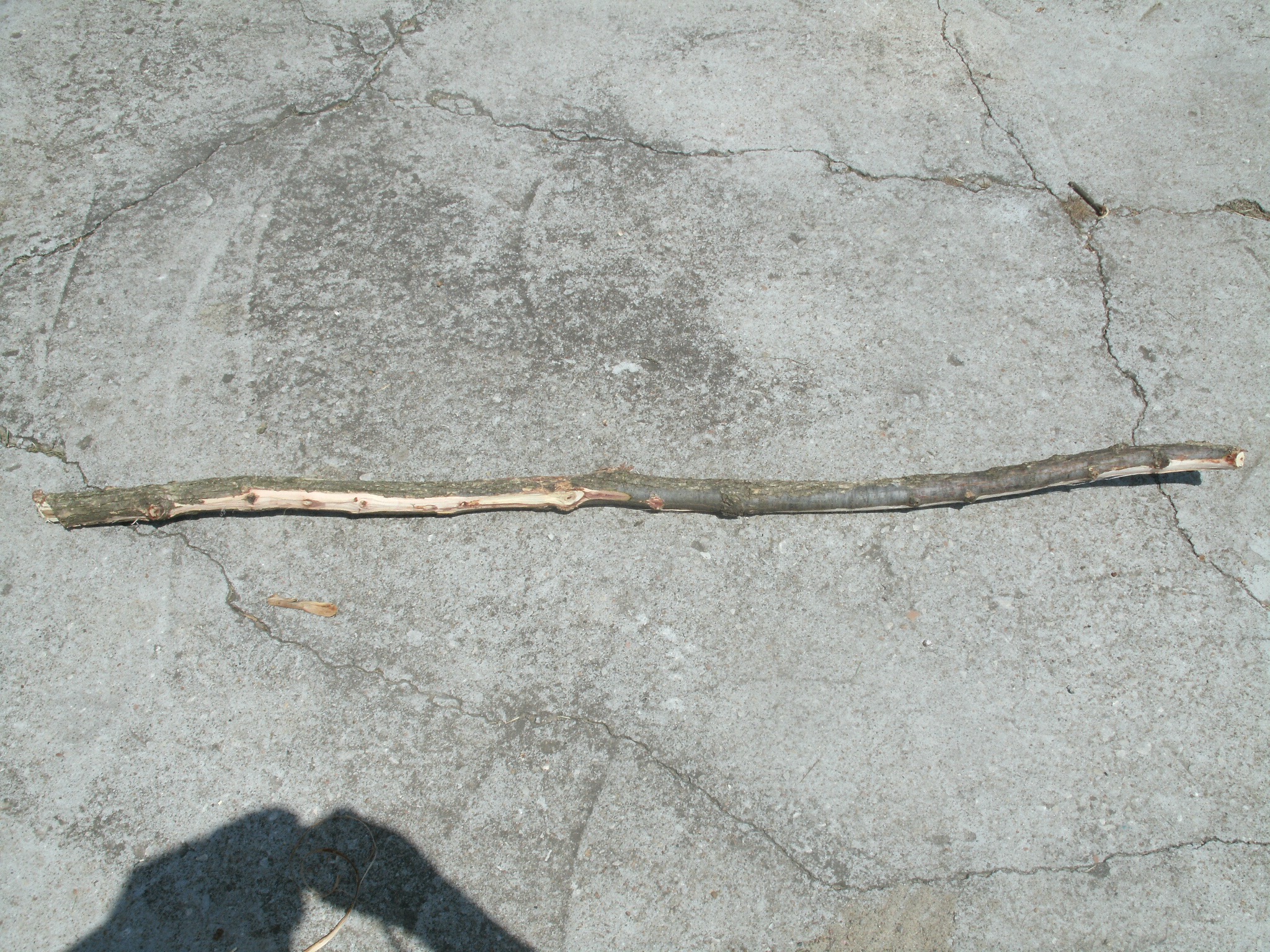 GEDC0552.jpg