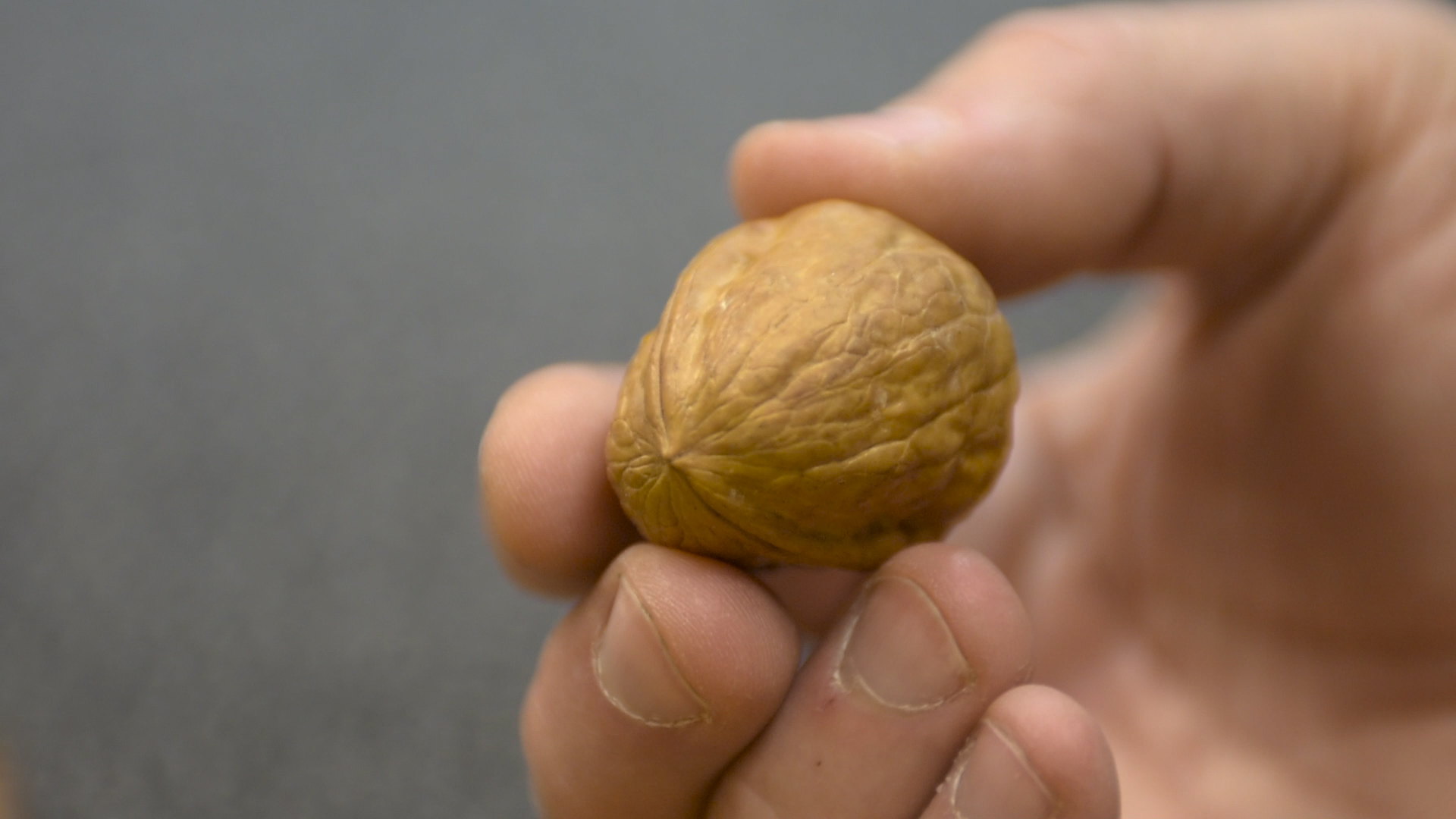 GIANT WALNUT.00_00_40_04.Still003.jpg