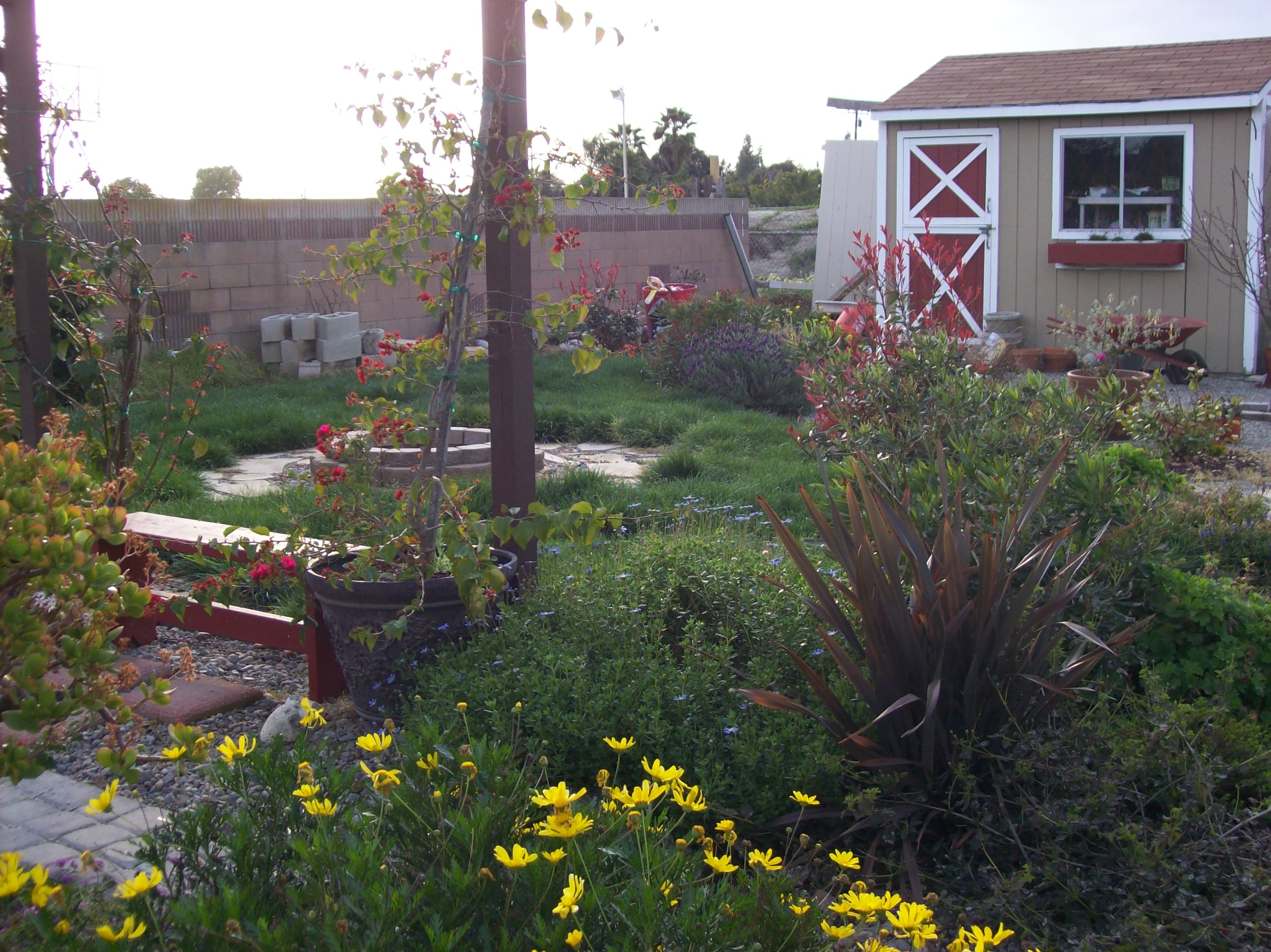 Garden and backyard 004.jpg