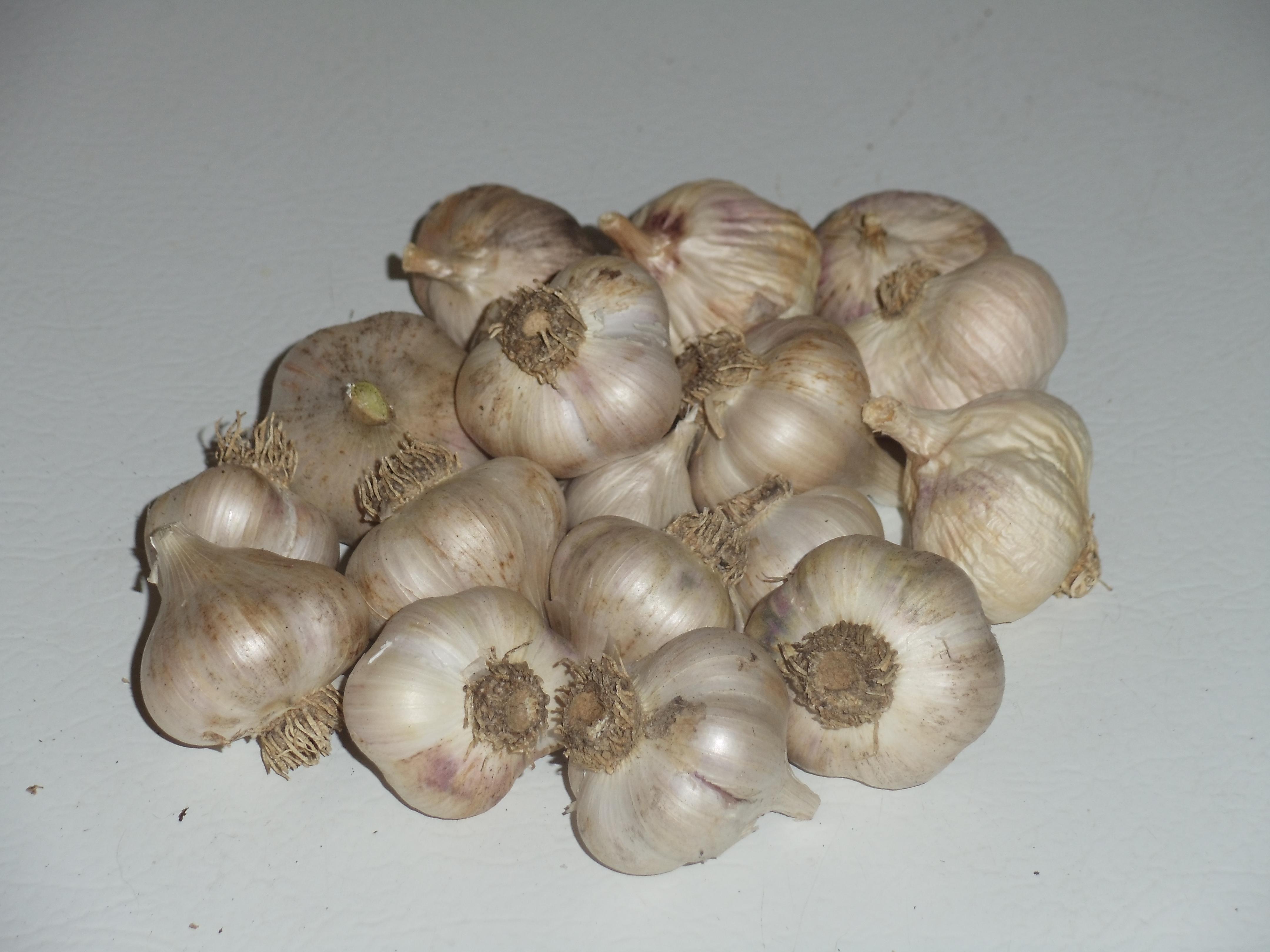 Garlic 29.JPG