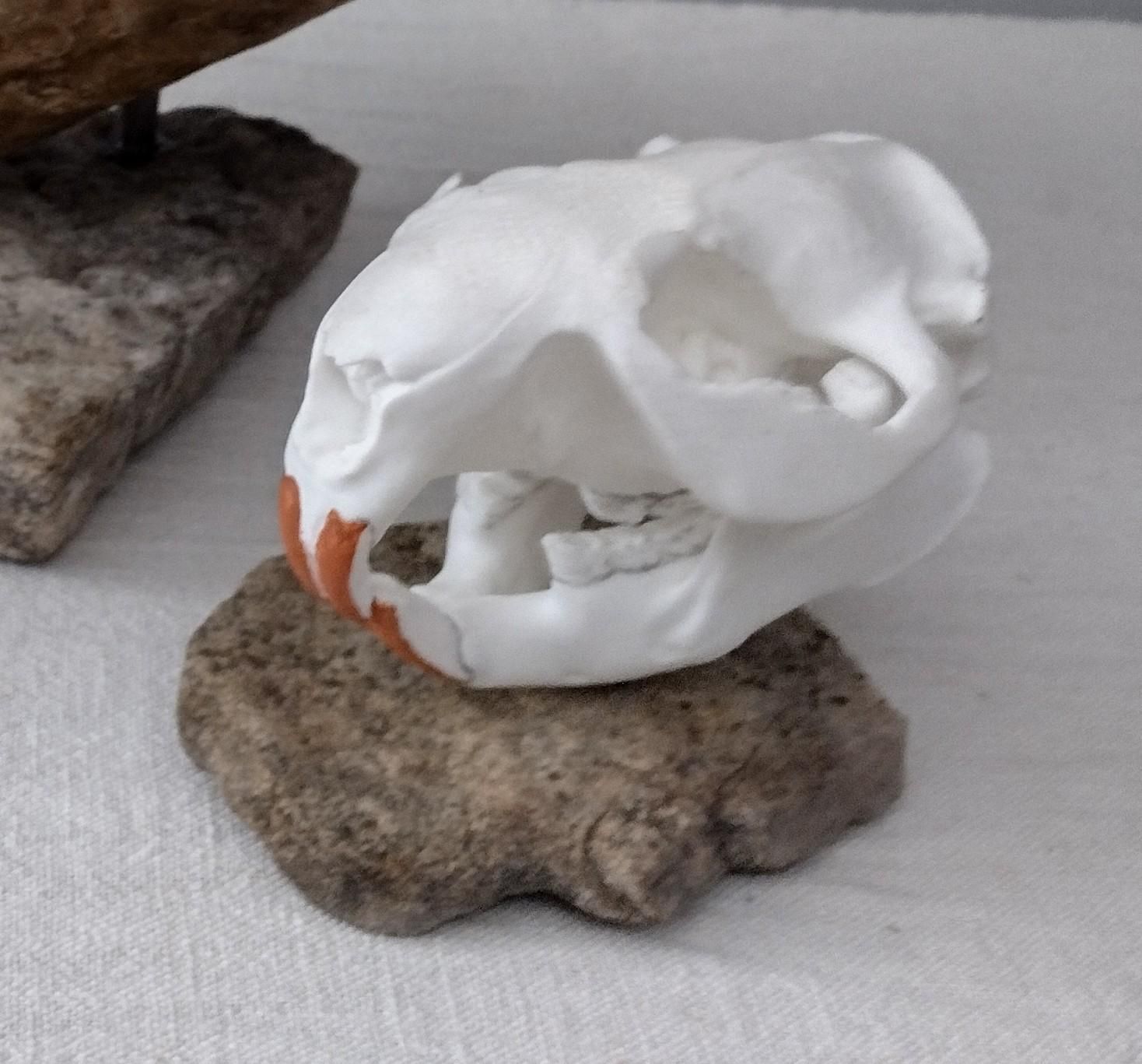 Giant Beaver and Extant North American Beaver~2.jpg