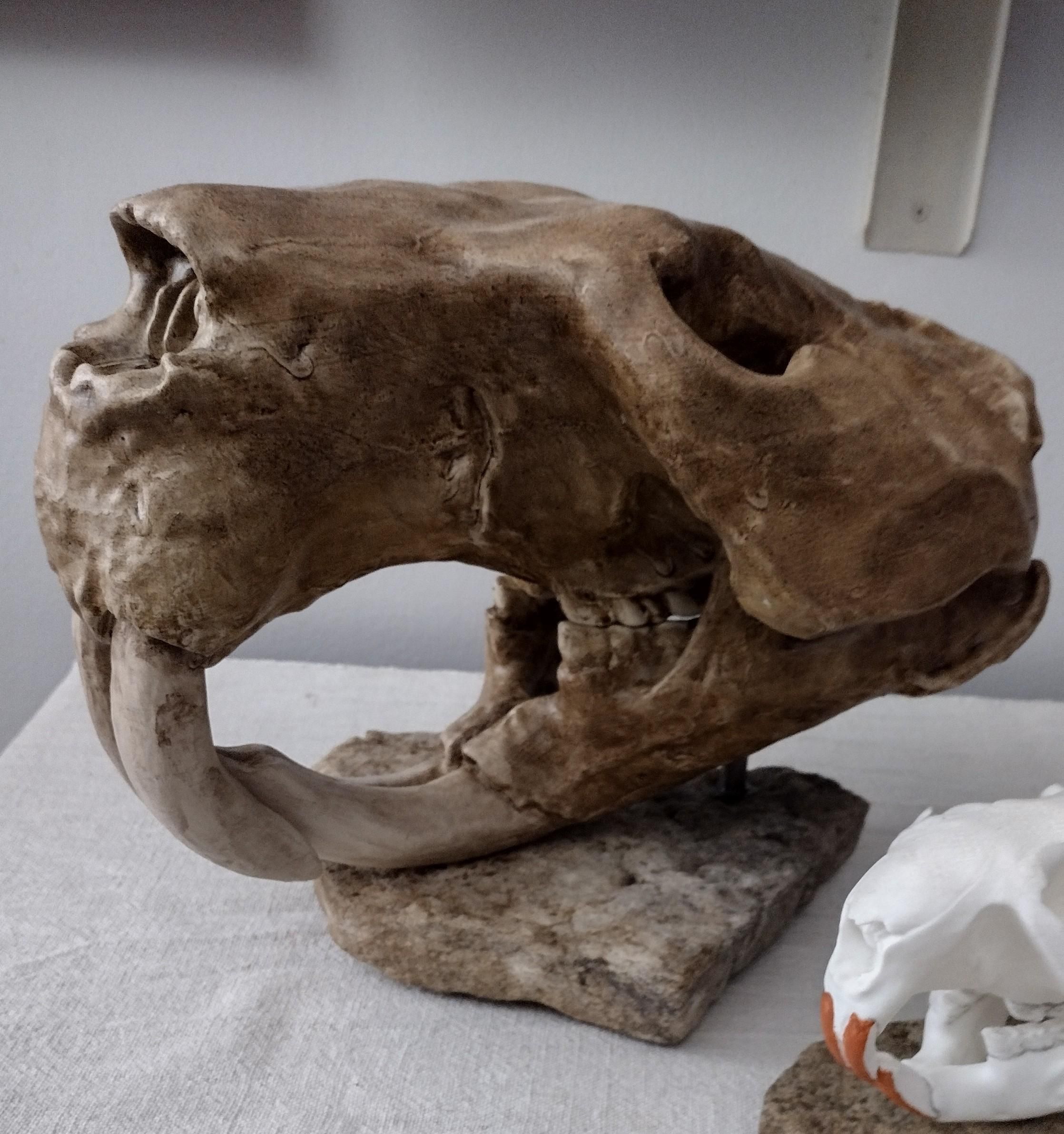 Giant Beaver and Extant North American Beaver~3.jpg