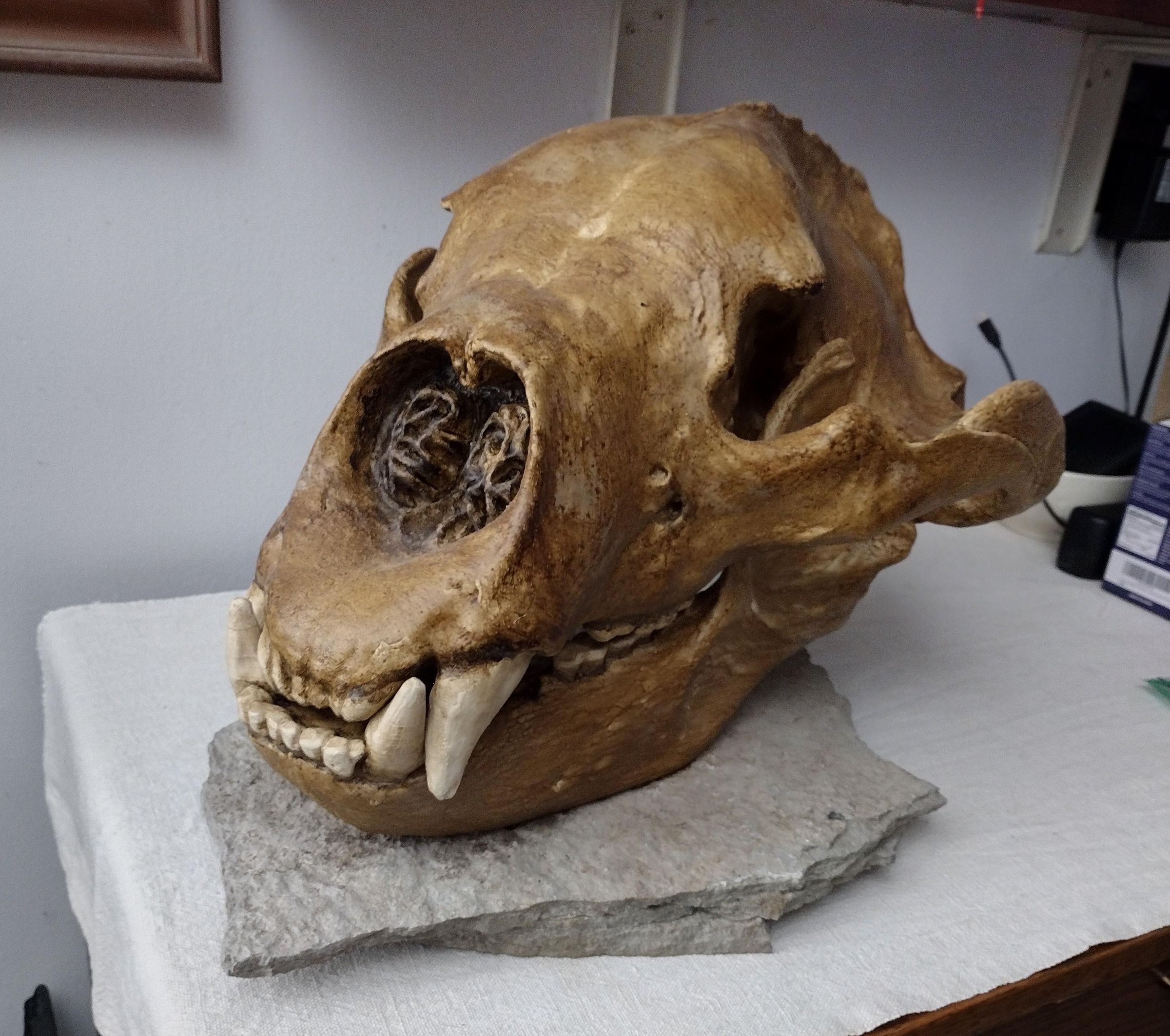 Giant Short Faced Bear~2.jpg