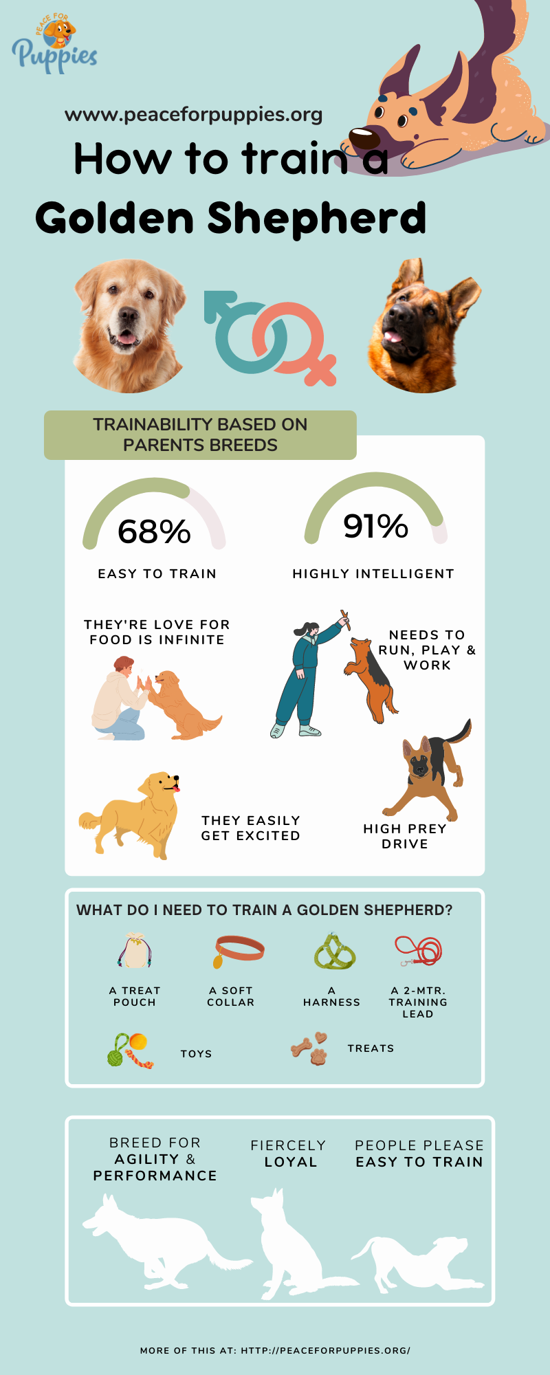Golden Shepherd Training Infographics.png
