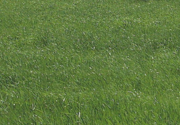 Grass 1.jpg