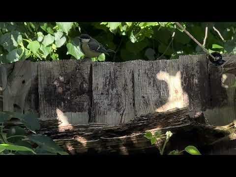 GreatTit Fledgling on Fence - June 8