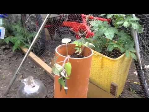 Growing food in pvc pipes. Save water, keep pests away and many other benefits