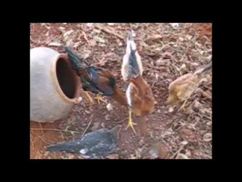 Growing termites for feeding chicken