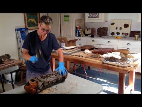 Hammering mushroom plugs in log