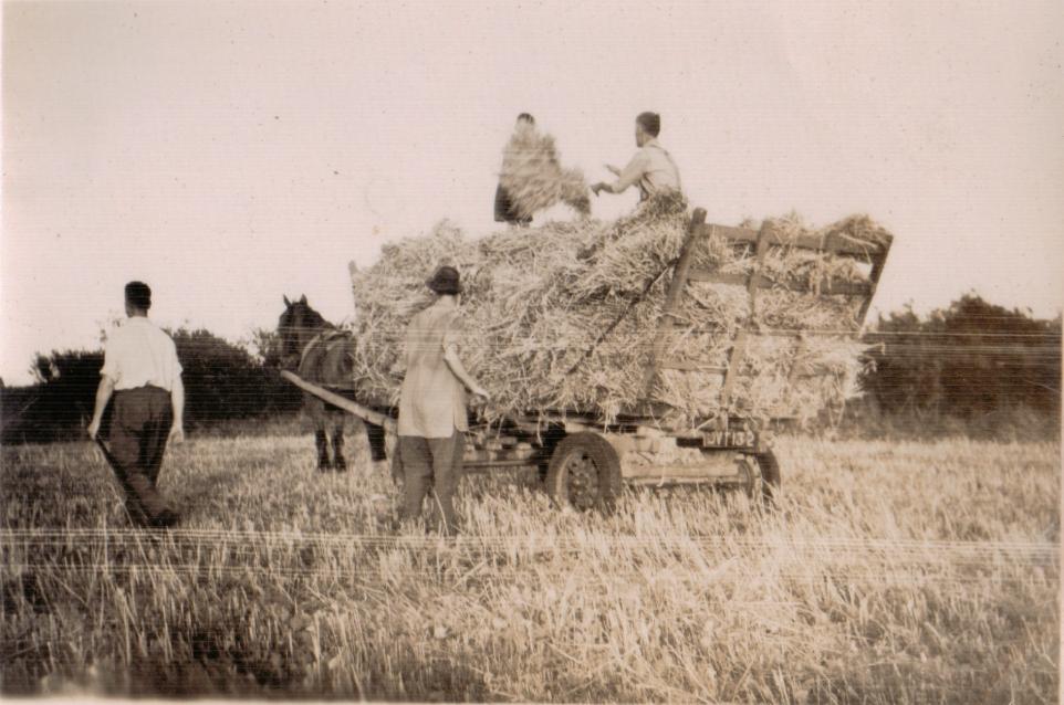 Harvest Birchwood.jpg