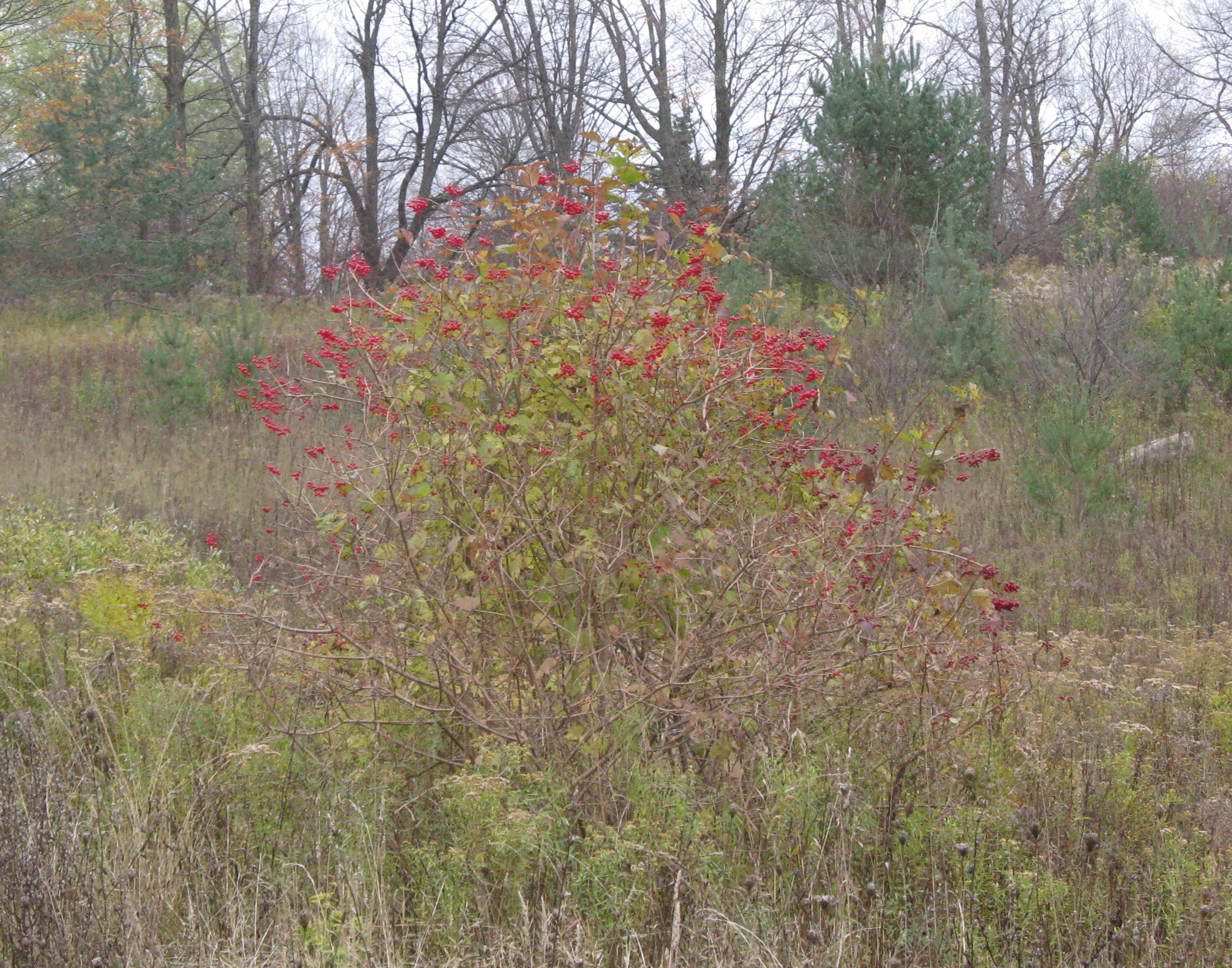 Highbush Cranberry Jelly 4.jpg