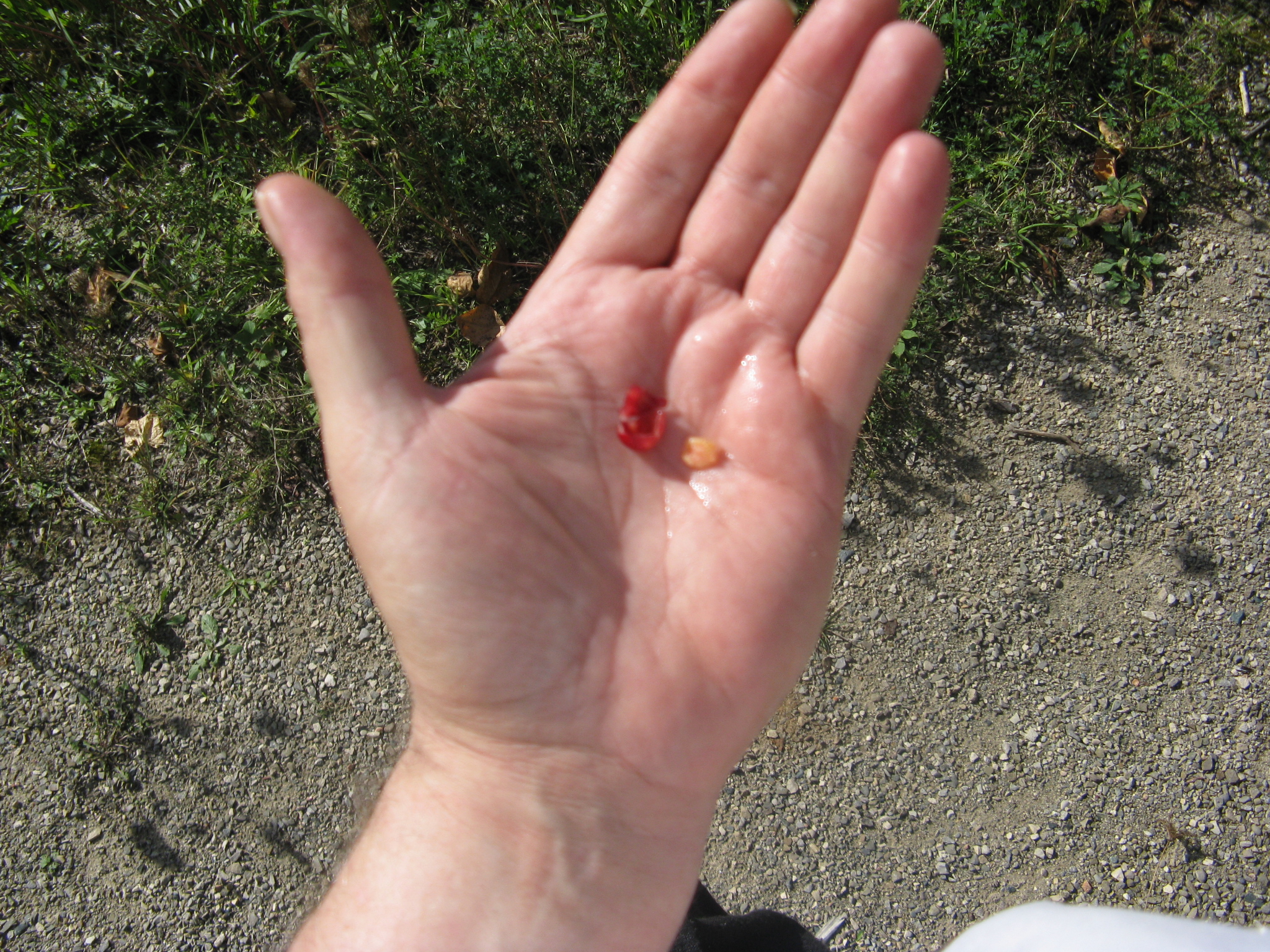 Highbush Cranberry Jelly 6.JPG