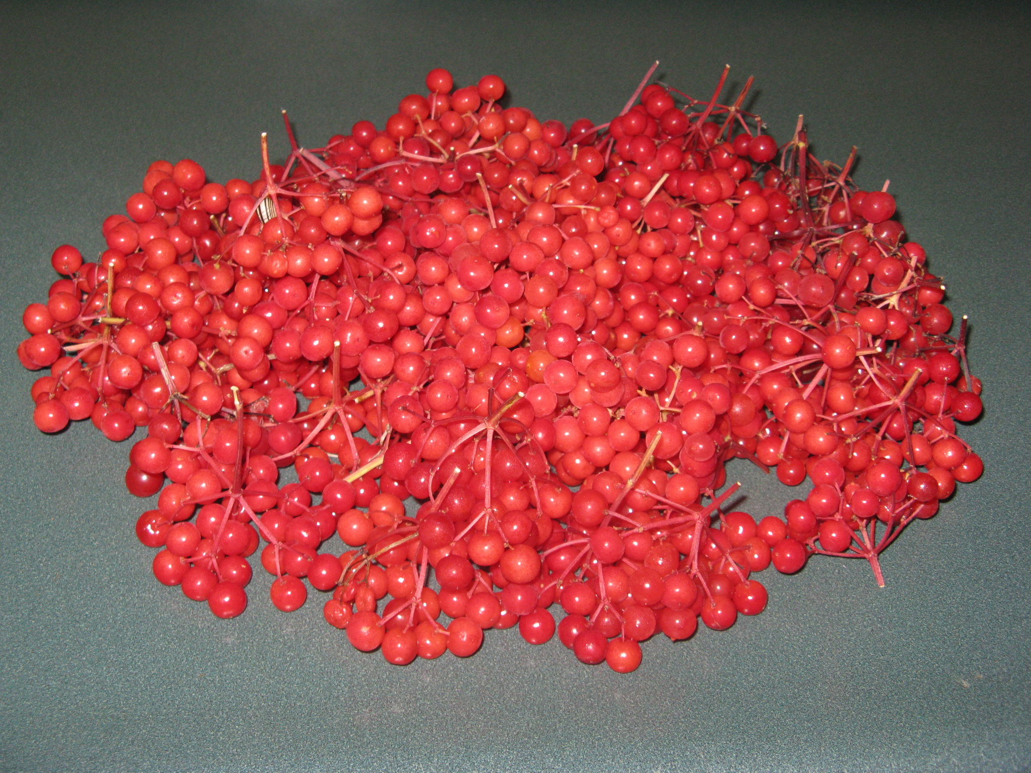 Highbush Cranberry Jelly 7.JPG