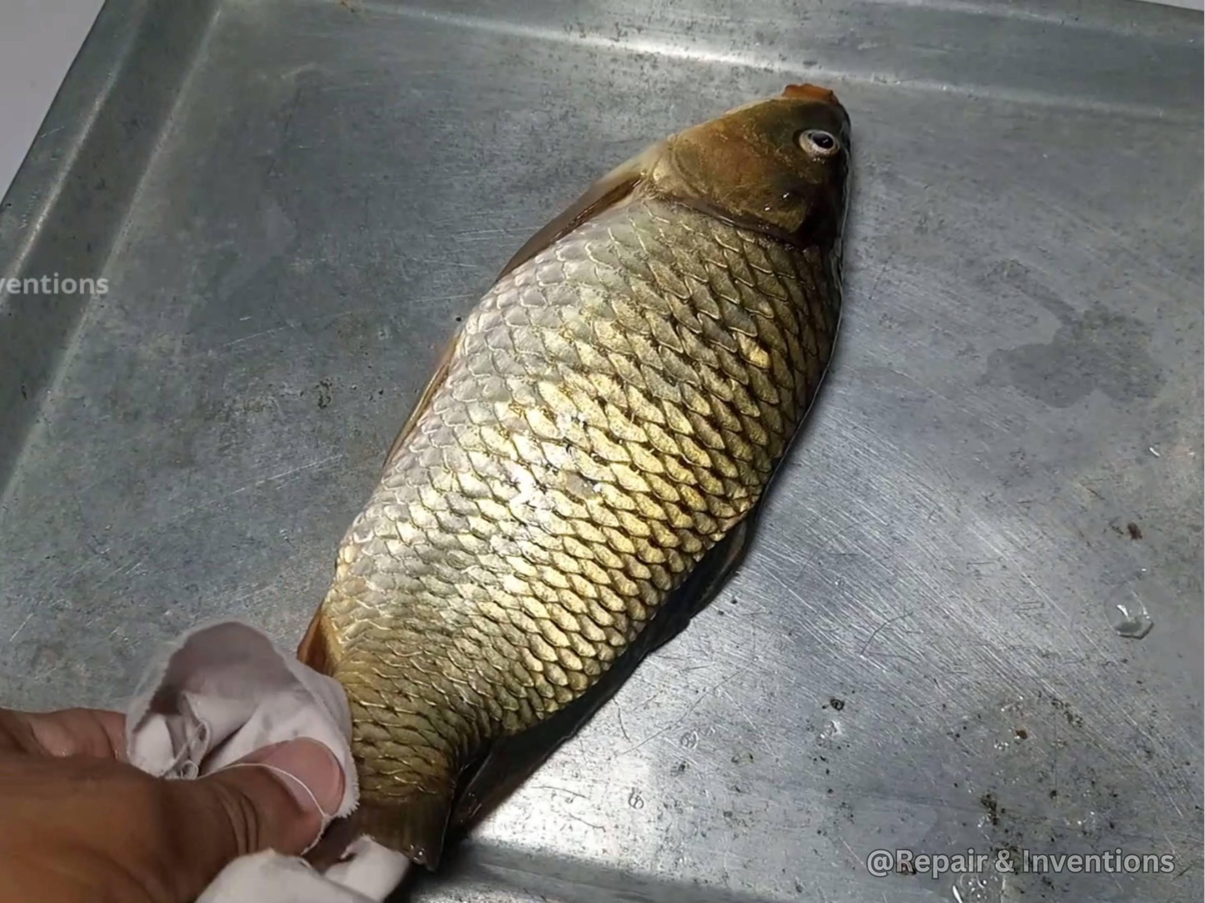 Hold the Fish Properly.jpg