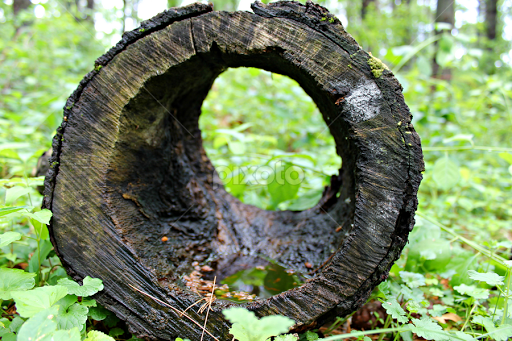 Hollow Log.png