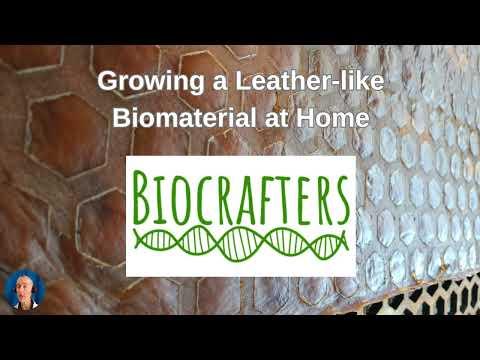 How to Grow a Leather Biomaterial From Kombucha DIY GIY version