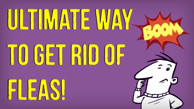 How to Kill Fleas Naturally.jpg