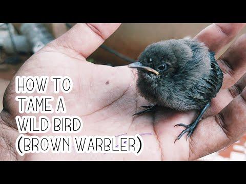 How to Tame a Wild Bird - Brown Warbler | Gundu Bulbu