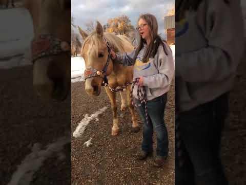 How to halter a horse