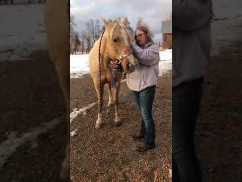 How to halter a horse