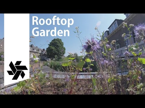 How to make a Rooftop garden // For a Tiny house