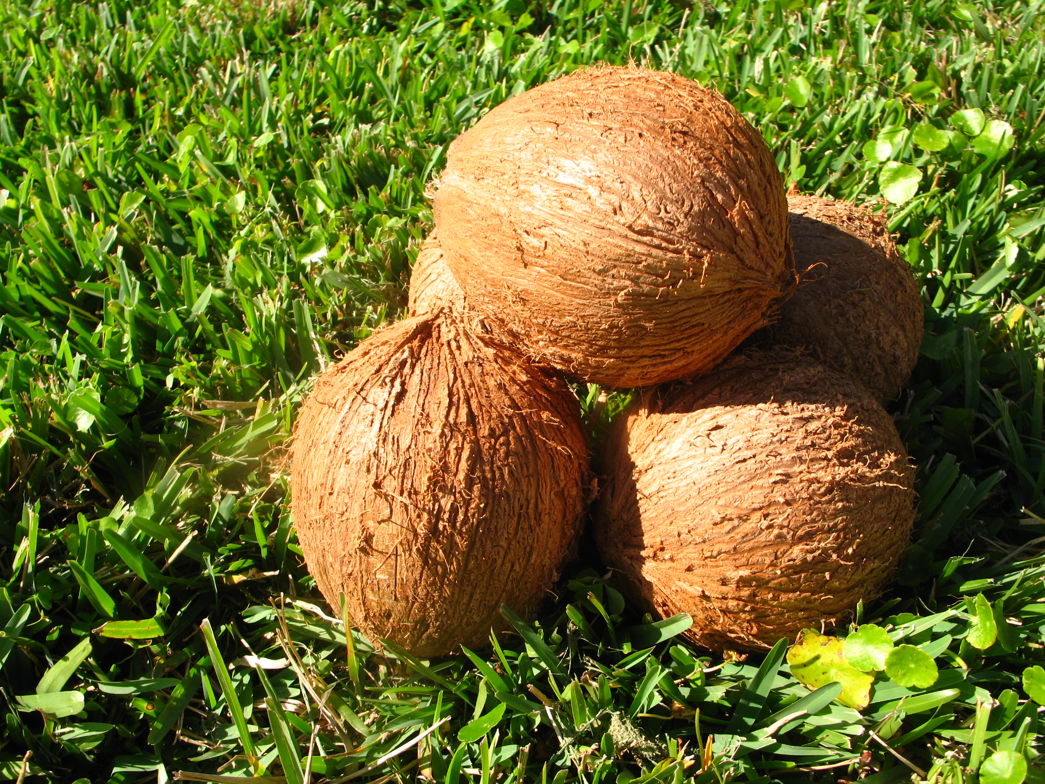 Husk-A-Coconut (with just a claw hammer) (11).JPG