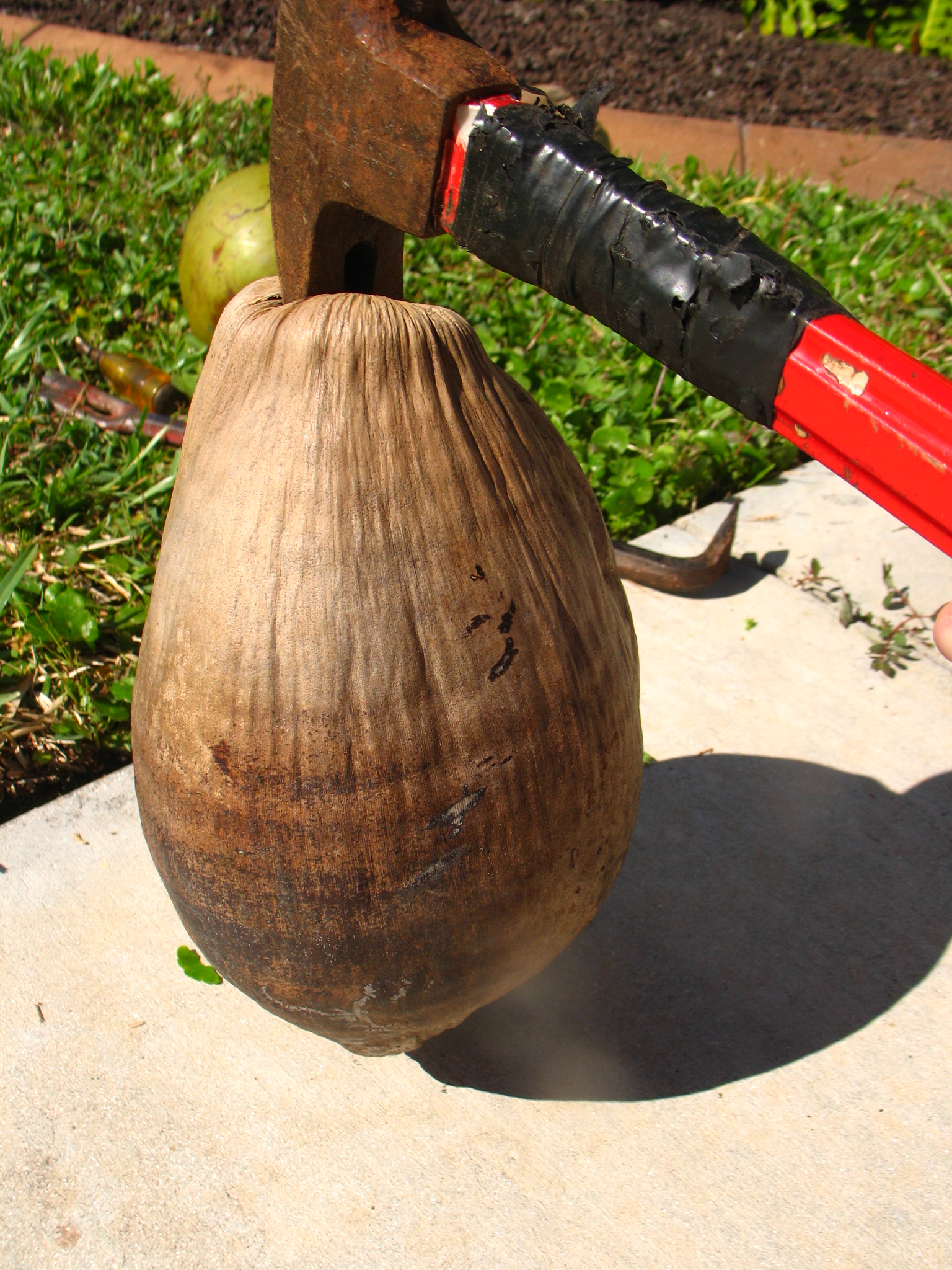 Husk-A-Coconut (with just a claw hammer) (2).JPG