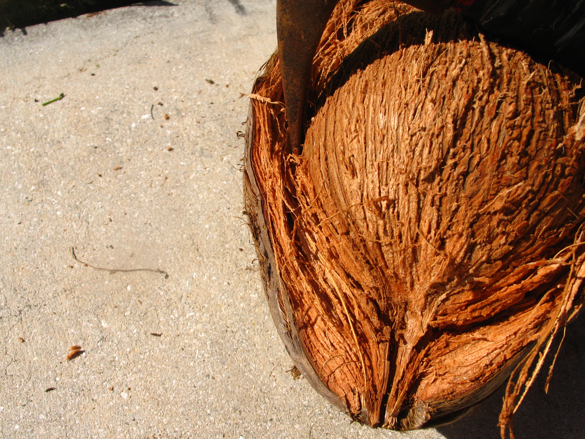 Husk-A-Coconut (with just a claw hammer) (6).JPG