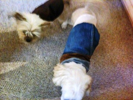 Instructable Dog Coat - mickey and buddy top view.jpg