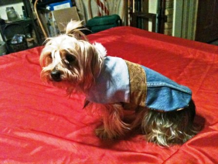 Instructable Dog Coat -Chula as a fitting model.jpg