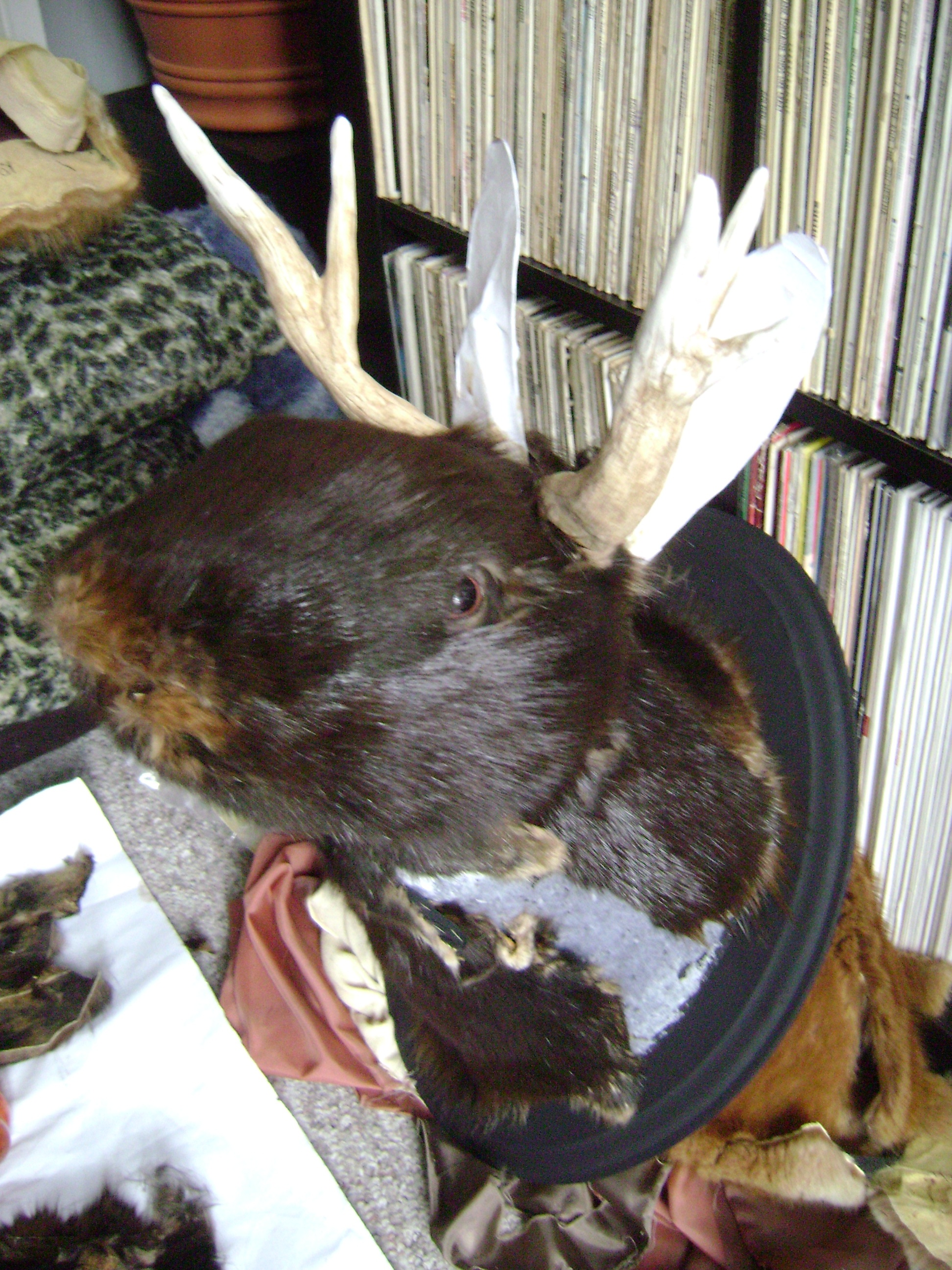 January 2011 162.jpg
