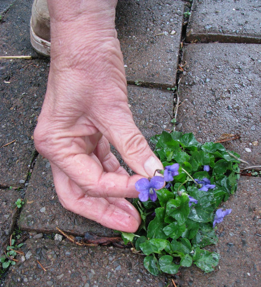 JtB Hand Picking Violets-Dutch Dying Eggs 4-15-14 crop low res.jpeg