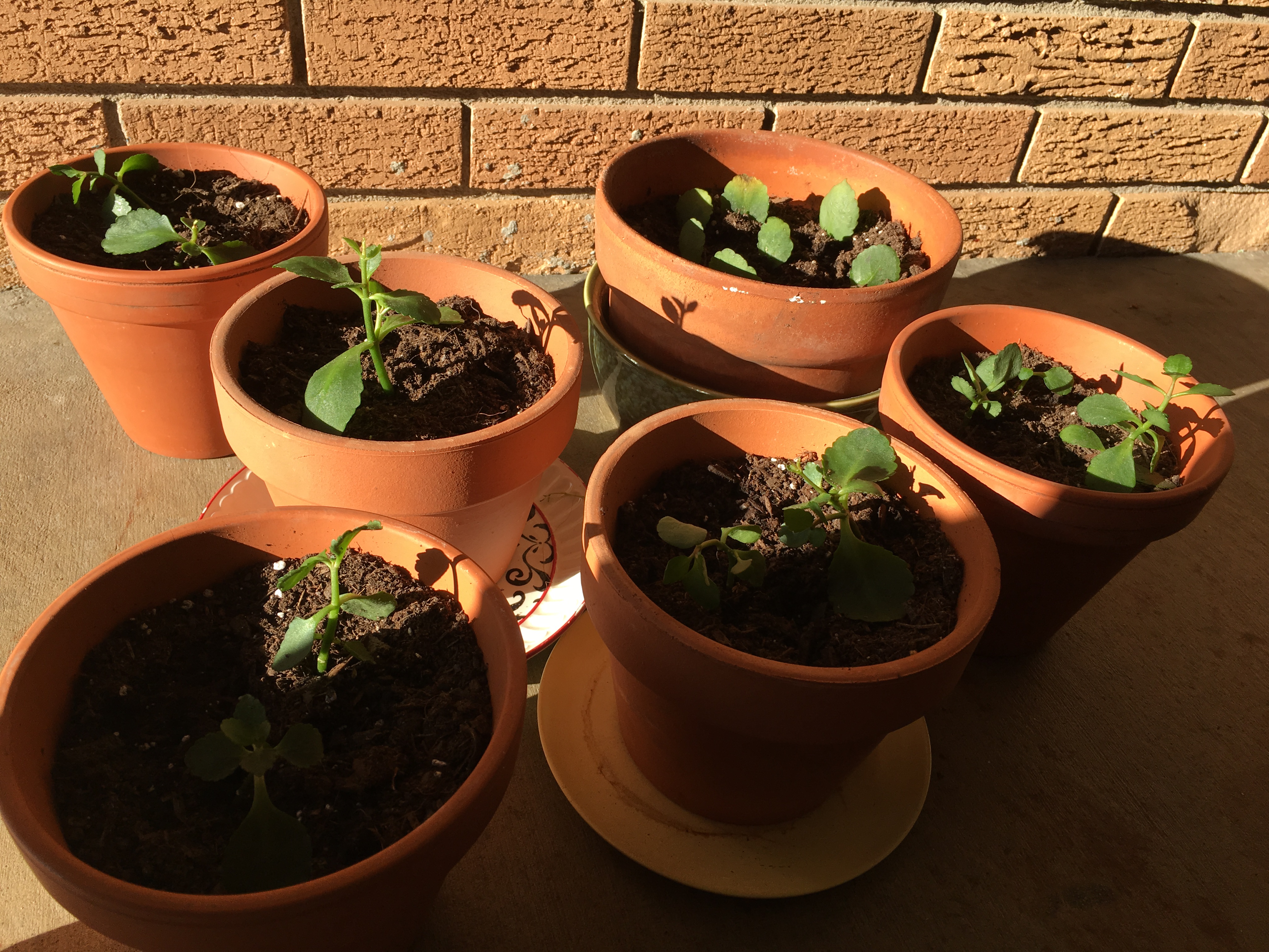 Kalanchoe Cuttings.JPG