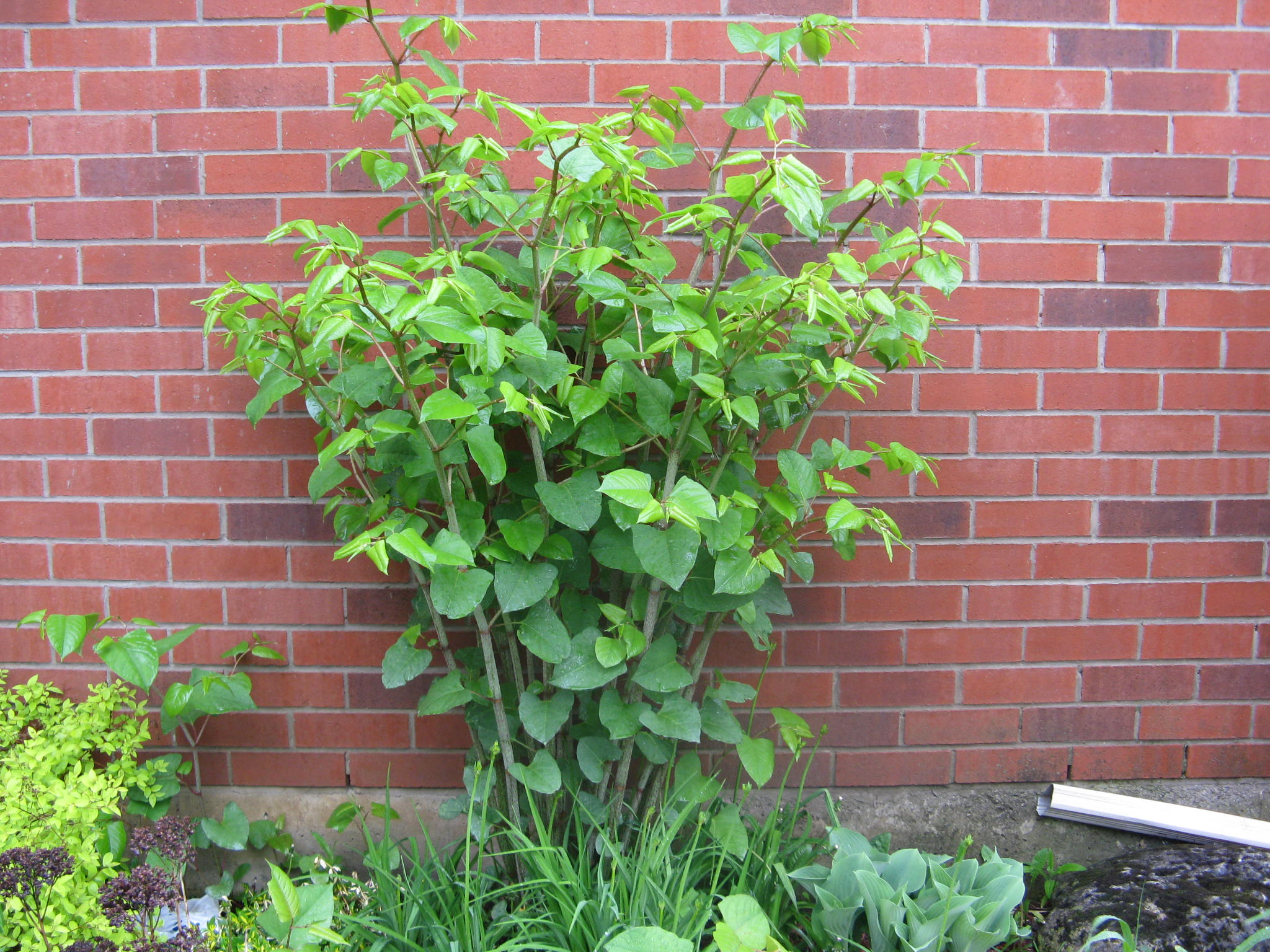 Knotweed 0.JPG