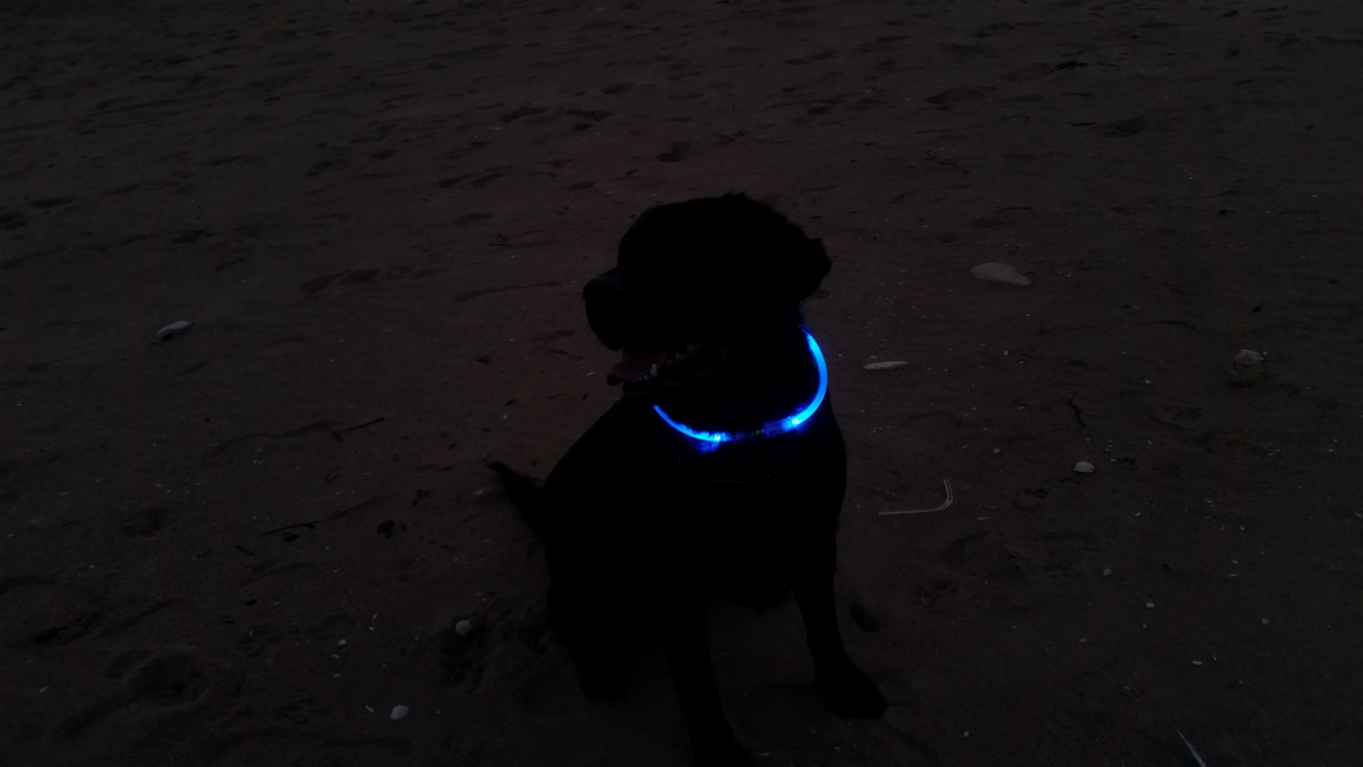 LED Dog Collar - 49.png