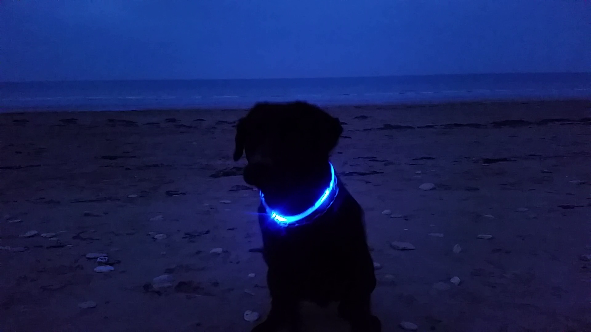 LED Dog Collar - 51.png