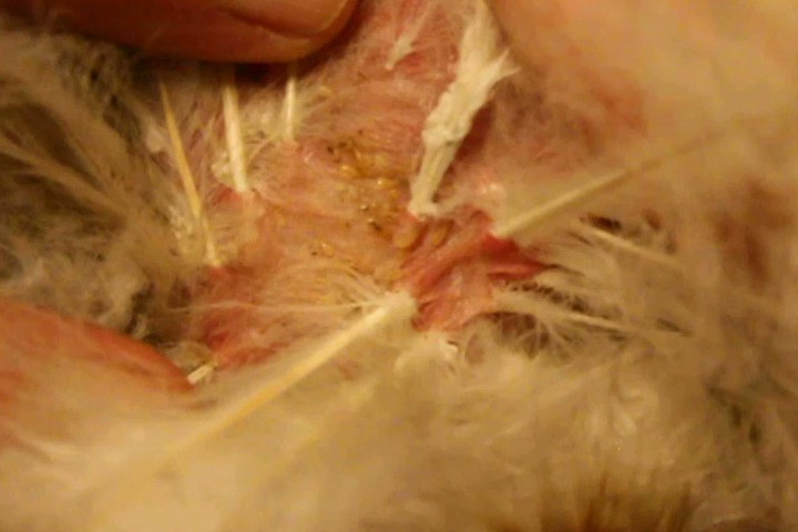 LIce closeupcropclear.jpg