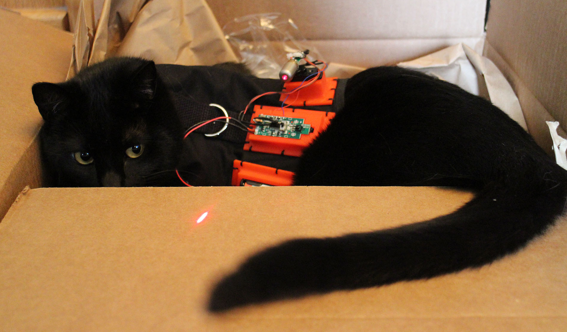 Laser Cat Main.bmp