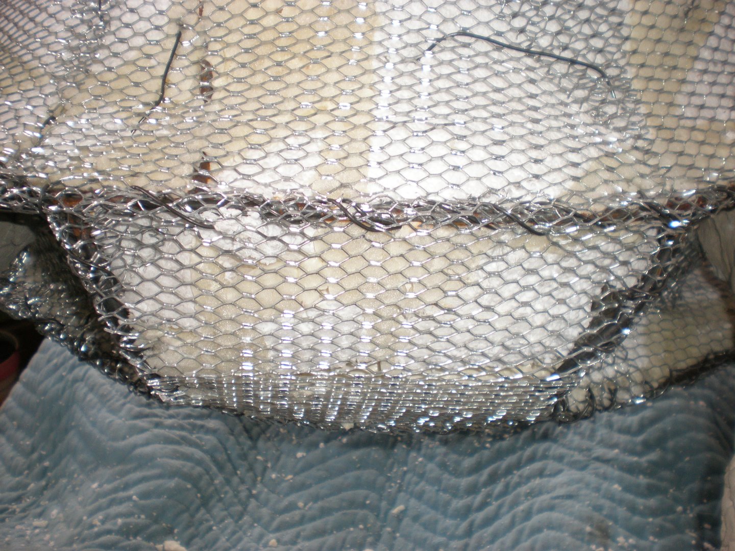 Lath close-up of shell to carapace.JPG