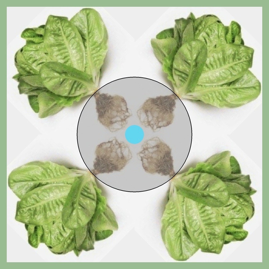 LettuceA.jpg