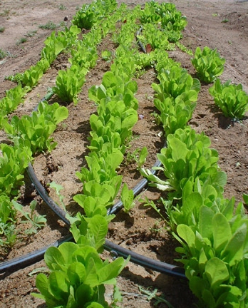 Lettucebed_417.jpg