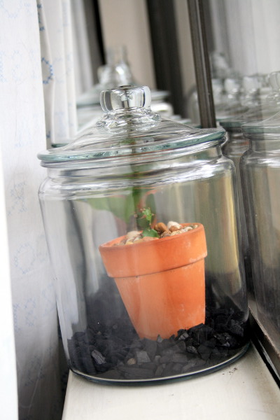 LineofTerrariumsSmall.jpg