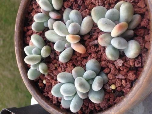 Lithops-Optica-Rubra2.jpg