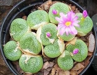 Lithops-Optica-Rubra3.jpg