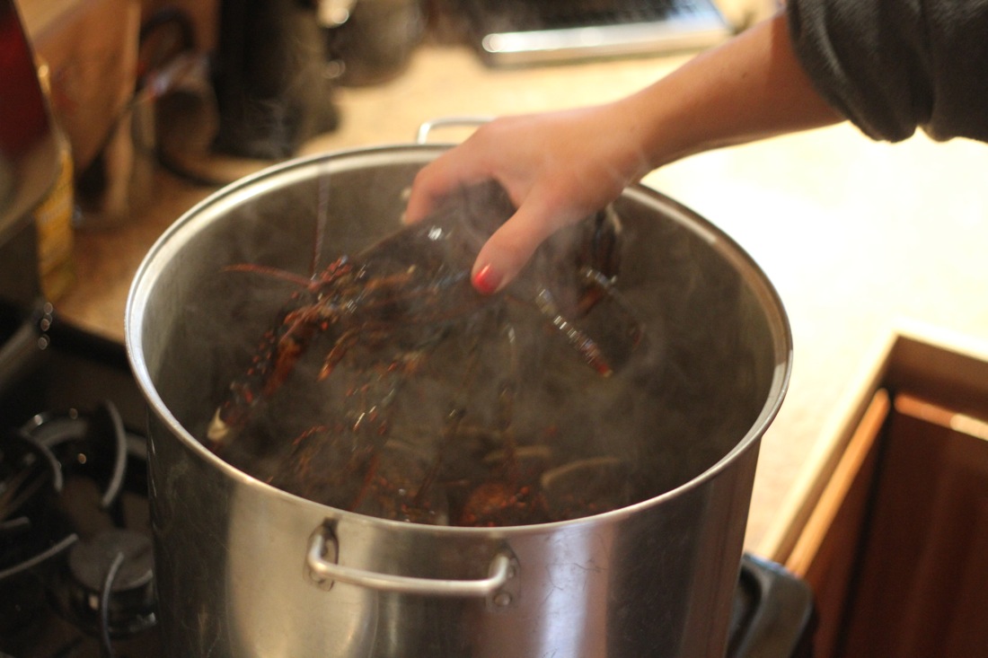 Lobsters Steaming.jpg