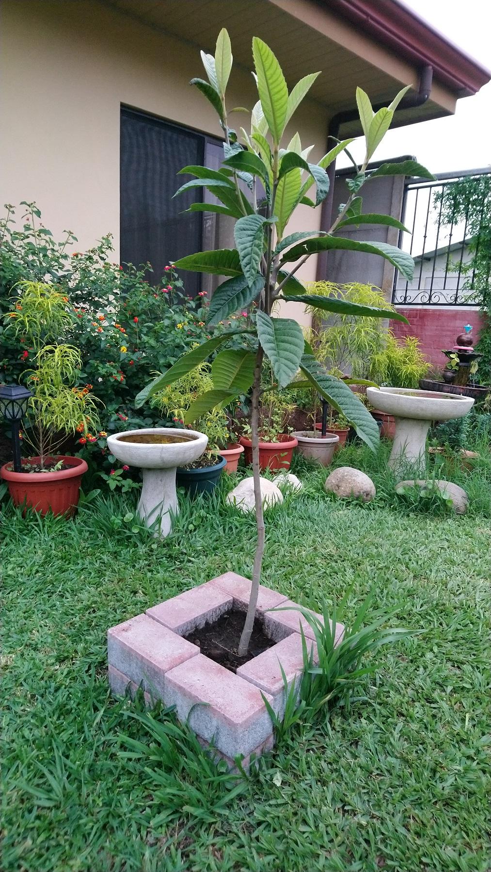 Loquat Tree.jpg