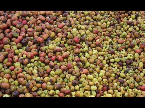 Making Organic Farm Cider in Normandie. Fabrication du cidre bio. Elaboraci&oacute;n de la sidra org&aacute;nica